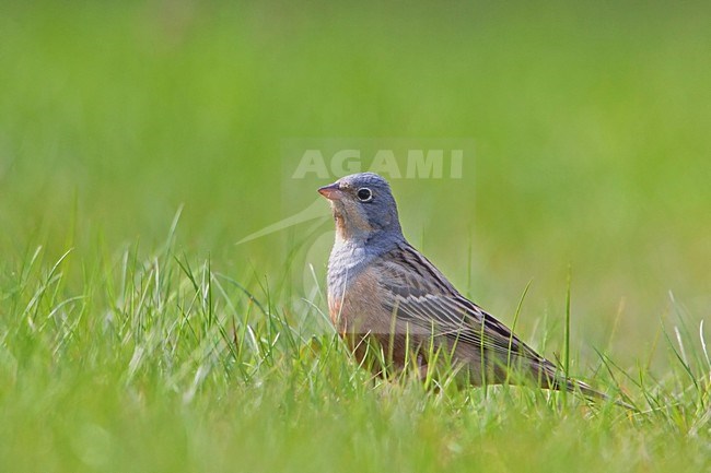 Bruinkeelortolaan; Cretzschmar's Bunting stock-image by Agami/Rob Olivier,