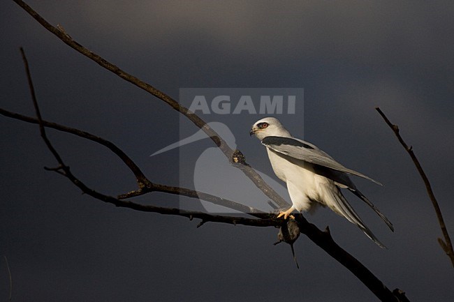 Amerikaanse Grijze Wouw zittend in tak; White-tailed Kite perched in bare tree stock-image by Agami/Martijn Verdoes,