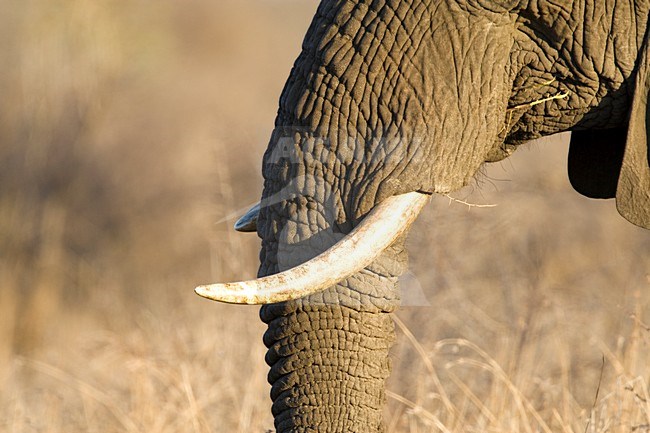 Afrikaanse Olifant in het Kruger Park; African Elephant at Kruger Park stock-image by Agami/Marc Guyt,