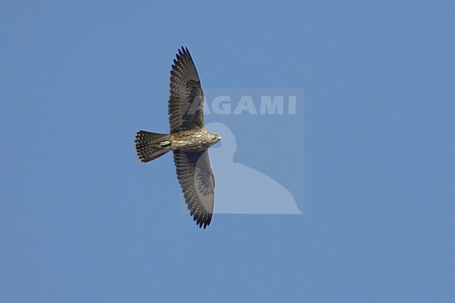 Saker flying; Sakervalk vliegend stock-image by Agami/Daniele Occhiato,