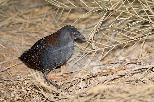 Adult male
Imperial Co., CA
April 2022 stock-image by Agami/Brian E Small,