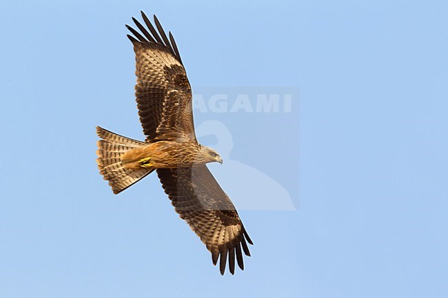 Juveniele Zwarte Wouw in de vlucht; Juvenile Black Kite in flight stock-image by Agami/Daniele Occhiato,