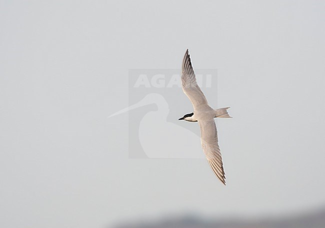 Volwassen Lachstern vliegend boven de zoutpannen op Lesbos; Gull-billed Tern adult flying above the saltpans on Lesvos, Greece stock-image by Agami/Marc Guyt,