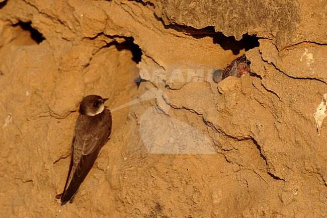 Oeverzwaluw kijkend naar dood jong; Sand martin loking at dead juvenile stock-image by Agami/Walter Soestbergen,