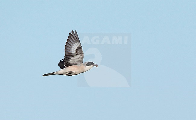 Lesser Grey Shrike (Lanius minor). Adult flying with food at Kiskunsag, Hungary. stock-image by Agami/Helge Sorensen,