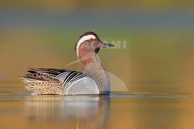 Garganey (Anas querquedula), side view of a drake displaying in a pond stock-image by Agami/Saverio Gatto,