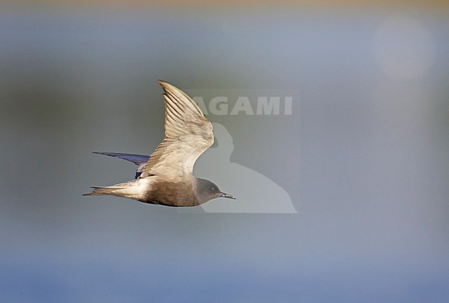 Zwarte Stern volwassen vliegend, Black Tern adult flying stock-image by Agami/Markus Varesvuo,