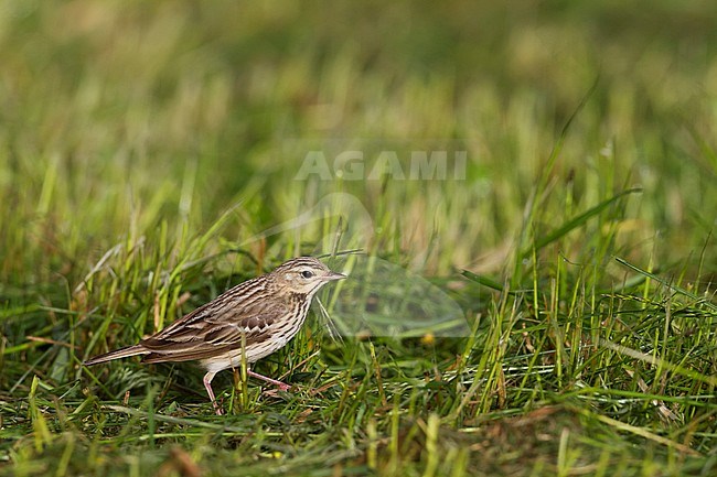 Tree Pipit - Baumpieper - Anthus trivialis ssp. trivialis, Germany stock-image by Agami/Ralph Martin,