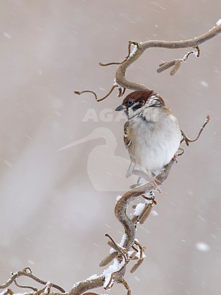 ringmus	;	Eurasian Tree Sparrow	;	Passer montanus stock-image by Agami/Walter Soestbergen,