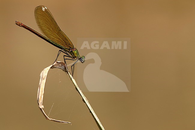 Imago Weidebeekjuffer ssp. amasina; Adult Banded Demoiselle ssp. amasina stock-image by Agami/Fazal Sardar,