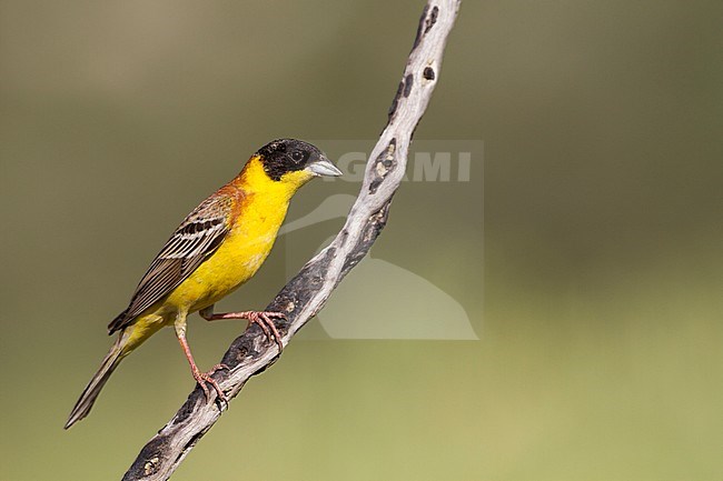 Black-headed Bunting - Kappenammer - Emberiza melanocephala, Cyprus, adult male stock-image by Agami/Ralph Martin,