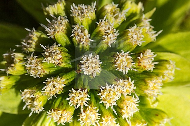 Japans hoefblad, Giant Butterbur, Petasites japonicus stock-image by Agami/Wil Leurs,