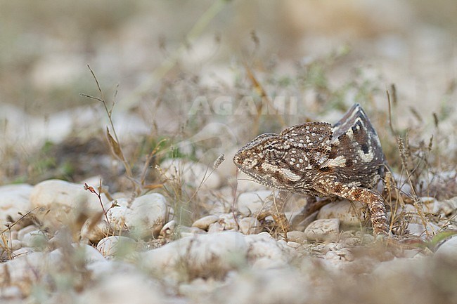 Arabian chameleon (Chamaeleo arabicus), Oman stock-image by Agami/Ralph Martin,