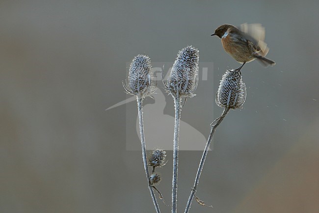 Mannetje Roodborsttapuit in zit; Male European Stonechat perched stock-image by Agami/Menno van Duijn,