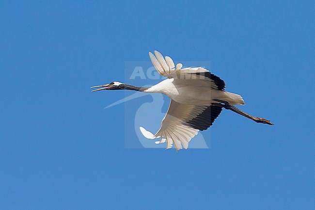 Chinese Kraanvogel in vlucht; Red-crowned Crane in flight stock-image by Agami/Daniele Occhiato,