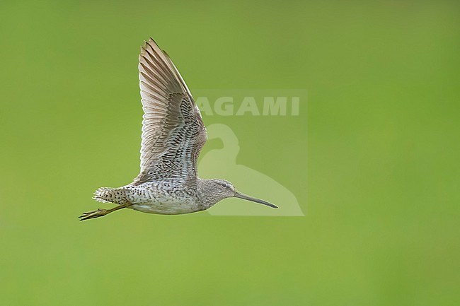 Adult non-breeding
Galveston Co., TX
April 2023 stock-image by Agami/Brian E Small,