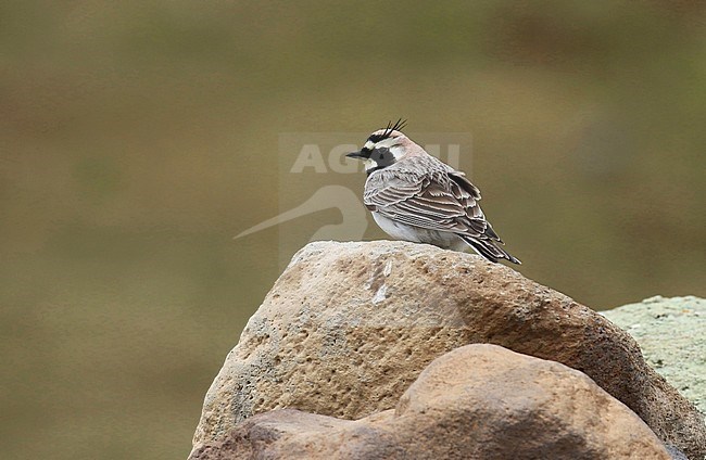 Kaukasische Strandleeuwerik zittend op een uitkijkpunt; Caucasian Horned Lark (Eremophila penicillata) perched on a lookout stock-image by Agami/Jacques van der Neut,