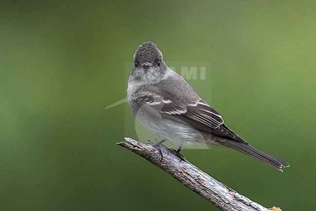 Oostelijke bospiewie; Eastern Wood Pewee stock-image by Agami/Daniele Occhiato,