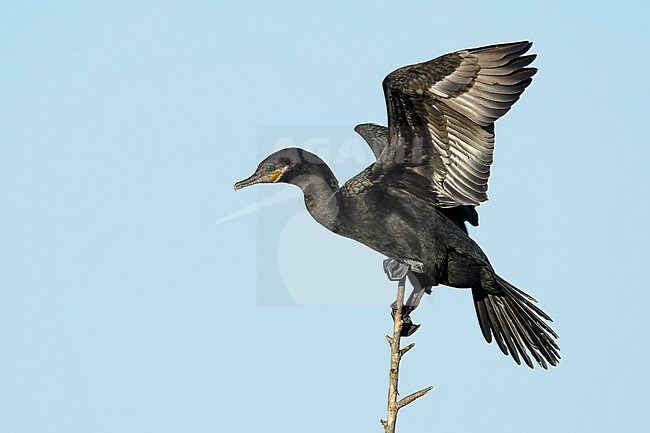 Adult Neotropic Cormorant (Phalacrocorax brasilianus) in breeding plumage balancing on a branch in Galveston County, Texas, USA. Holding both wings high up. stock-image by Agami/Brian E Small,