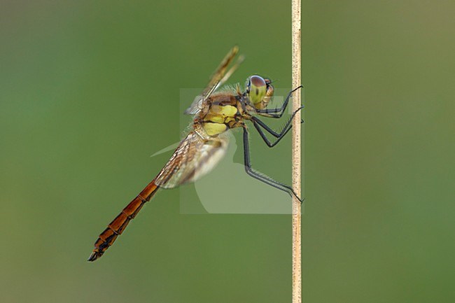 Man Bandheidelibel rustend; Male Bandeddarter resing; stock-image by Agami/Walter Soestbergen,