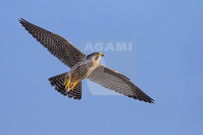 Peregrine Falcon (Falco peregrinus) in Italy. Bird in flight. stock-image by Agami/Daniele Occhiato,