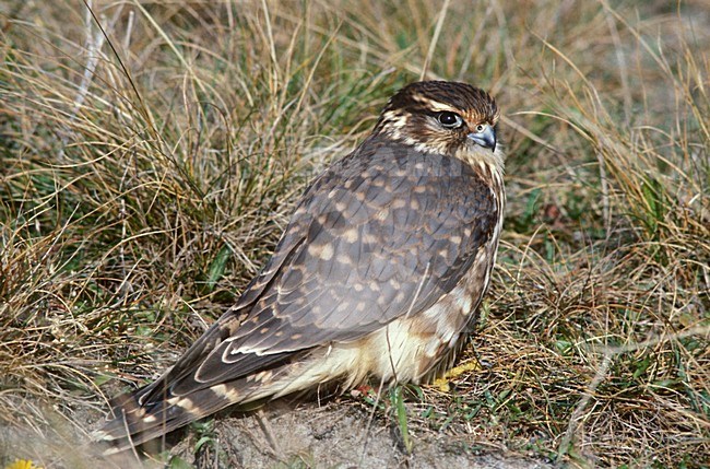 Merlin perched on ground; Smelleken  zittend op grond stock-image by Agami/Roy de Haas,