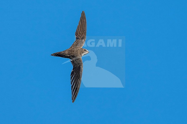 Alpine Swift (Tachymarptis melba) flying agains blue sky in Switzerland. stock-image by Agami/Marcel Burkhardt,