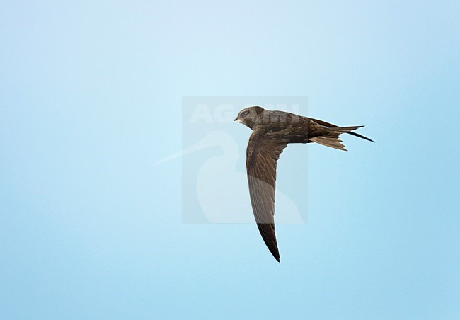 Vliegende fouragerende Gierzwaluw;Flying foraging Common Swift stock-image by Agami/Ran Schols,