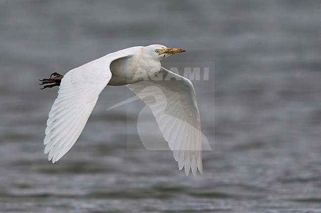 Volwassen Koereiger in de vlucht; Adult Cattle Egret in flight stock-image by Agami/Daniele Occhiato,