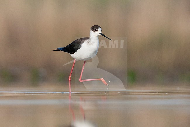 Steltkluut volwassen lopend in water; Black-winged Stilt adult walking in water stock-image by Agami/Marc Guyt,