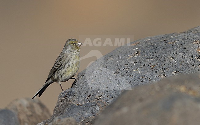 Atlantic Canary (Serinus canaria) perched in Tenerife, Canary Islands stock-image by Agami/Helge Sorensen,