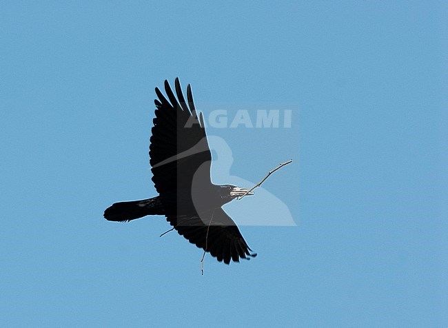 Rook (Corvus frugilegus) in flight with nesting material stock-image by Agami/Roy de Haas,
