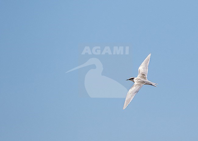 Juvenile Roseate tern ) Sterna dougallii) at Madeira, Portugal. stock-image by Agami/Pete Morris,