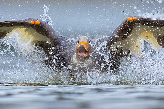 Flying Steamer-Duck (Tachyeres patachonicus) at a laguna in Argentina stock-image by Agami/Dubi Shapiro,