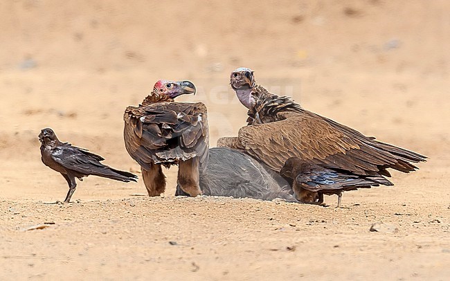 Adult Southern Lappet-faced Vulture (Torgos tracheliotos nubicus) sitting near camel market in desert, Bir Shelatein, Egypt. stock-image by Agami/Vincent Legrand,