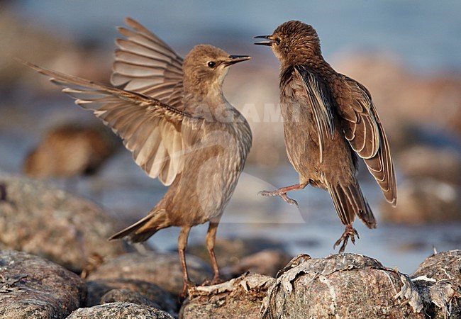 Jonge Spreeuwen vechtend, Common Starlings immature fighting stock-image by Agami/Markus Varesvuo,