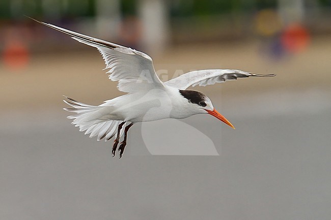 Birds of Peru, an Elegant Tern stock-image by Agami/Dubi Shapiro,