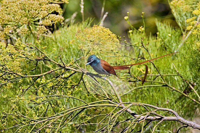 Mannetje Afrikaanse Paradijsmonarch op tak; Male African Paradise-Flycatcher perched on a branch stock-image by Agami/Marc Guyt,