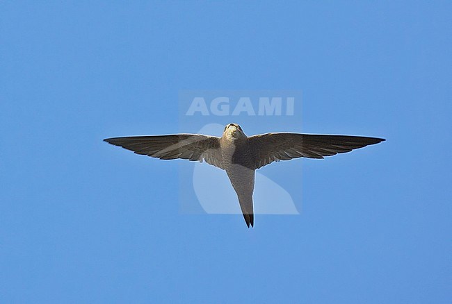 Pallid Swift (Apus pallidus) in flight in Spain during autumn. stock-image by Agami/Tomi Muukkonen,