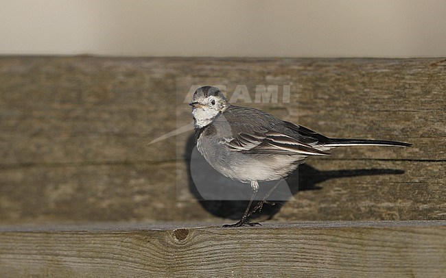 Pied x White Wagtail (Motacilla alba x yarellii) at Hornbæk Havn in Denmark. stock-image by Agami/Helge Sorensen,