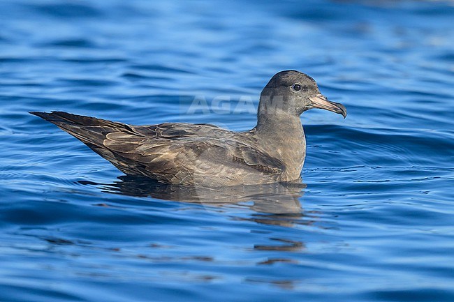 Flesh-footed shearwater, Ardenna carneipes, resting on the sea. stock-image by Agami/Sylvain Reyt,