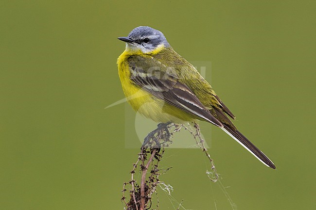 Sykes's Gele Kwikstaart; Sykes's Yellow Wagtail stock-image by Agami/Daniele Occhiato,