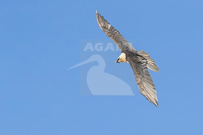 Adult  Bearded Vulture (Gypaetus barbatus) flying against blue sky  in the swiss alps. stock-image by Agami/Marcel Burkhardt,