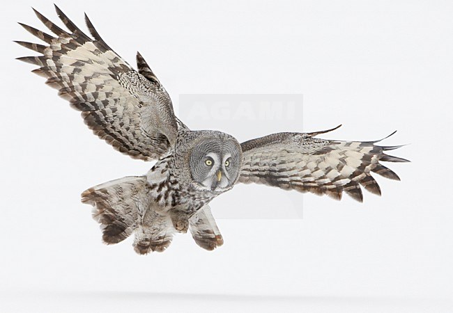 Laplanduil vliegend; Great Grey Owl flying stock-image by Agami/Markus Varesvuo,