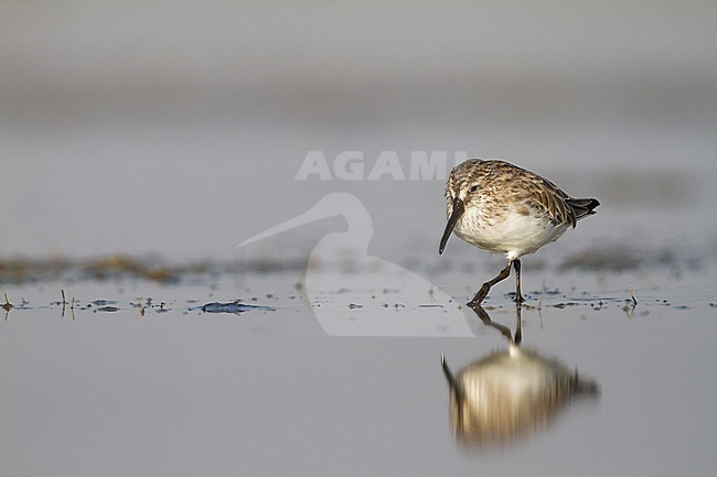 Broad-billed Sandpiper - SumpflÃ¤ufer - Limicola falcinellus, Oman, 2nd cy stock-image by Agami/Ralph Martin,