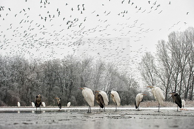 Blauwe en Grote Zilverreigers staand op een ijsplaat met Kolganzen vliegend op de achtergrond; Grey Herons and Great Egrets standing on an ice-flow with White-fronted Geese flyings stock-image by Agami/Bence Mate,