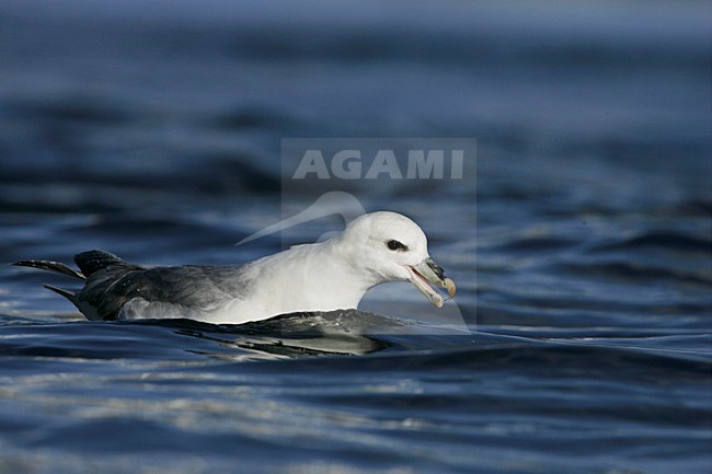 Noordse Stormvogel zwemmend en roepend; Northern Fulmar swimming and calling stock-image by Agami/Menno van Duijn,