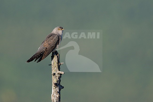 Oriental Cuckoo - Hopfkuckuck - Cuculus saturatus ssp. optatus, Russia (Ural), adult, male stock-image by Agami/Ralph Martin,