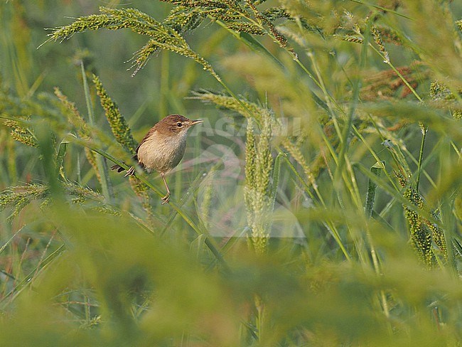 Blunt-winged Warbler, Acrocephalus concinens, Thailand, March stock-image by Agami/James Eaton,