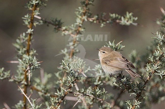 Mountain Chiffchaff (Phylloscopus sindianus ssp. sindianus) adult perched in a bush stock-image by Agami/Ralph Martin,